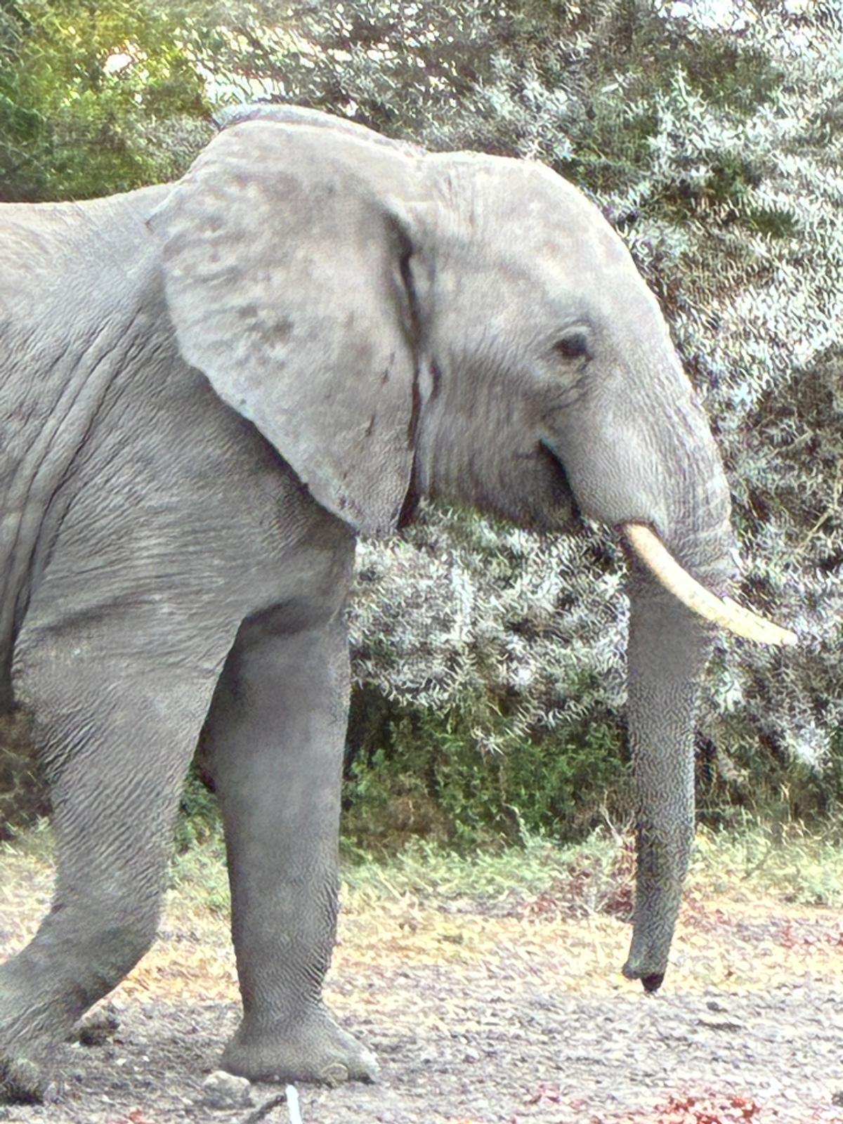 Afrikanischer Elefant — Nahaufnahme