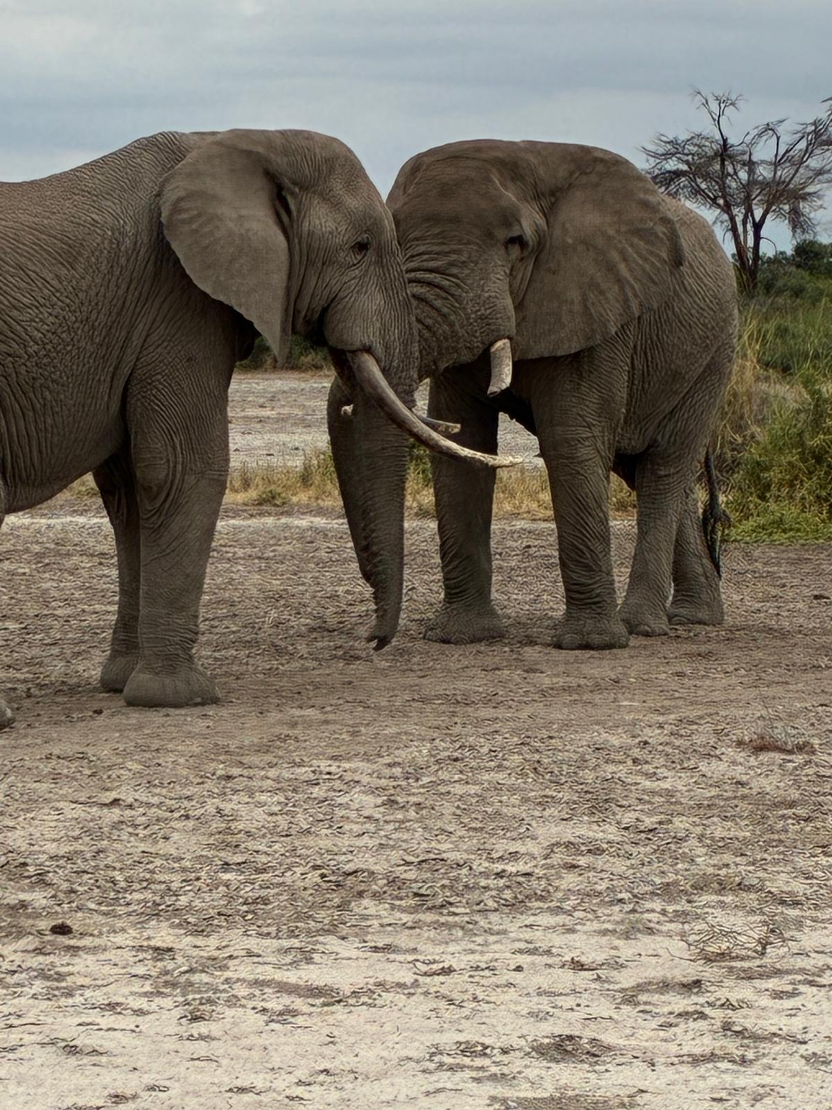 Zwei afrikanische Elefanten — fotografiert auf Safari