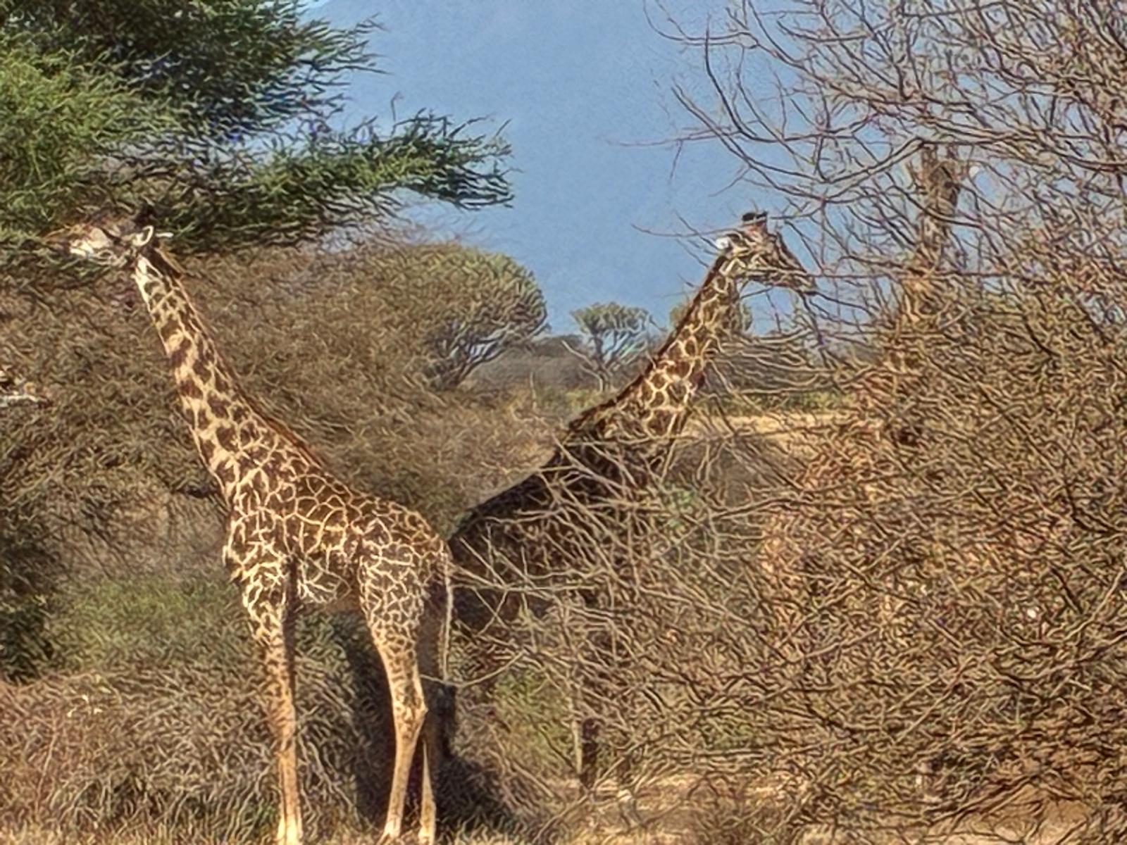 Giraffen in der afrikanischen Savanne