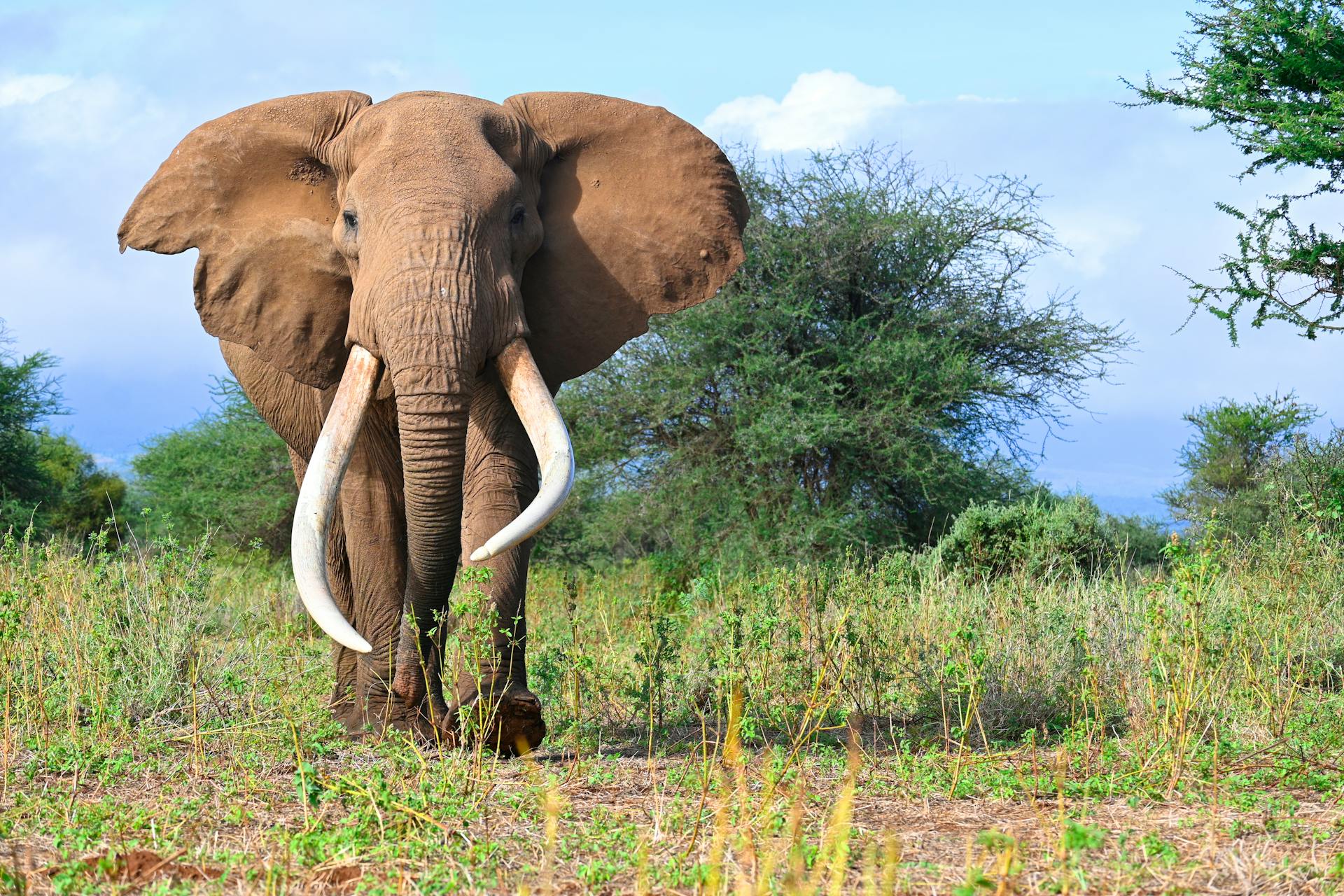 Majestätischer Elefant mit Stoßzähnen
